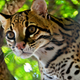 Illustration for article titled Ladies and Gentlemen, A Moment of Your Time from #TeamOcelot